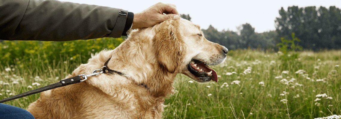 Hoe vaak moet ik mijn hond uitlaten? Hoe vaak moet ik mijn hond uitlaten?